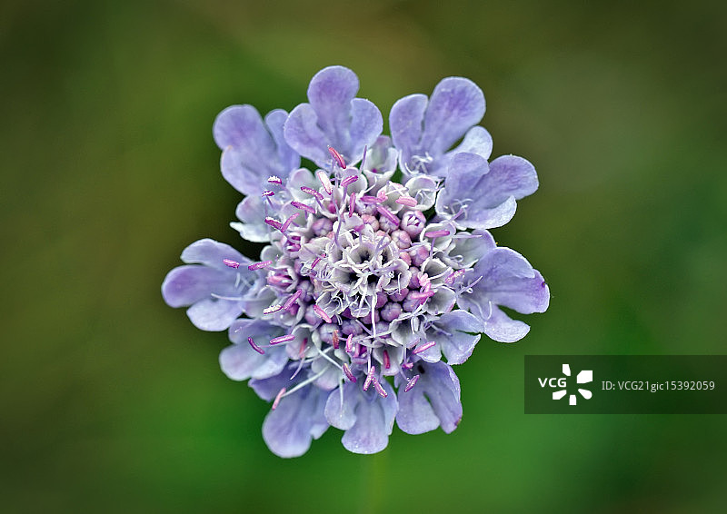 小 scabious图片素材