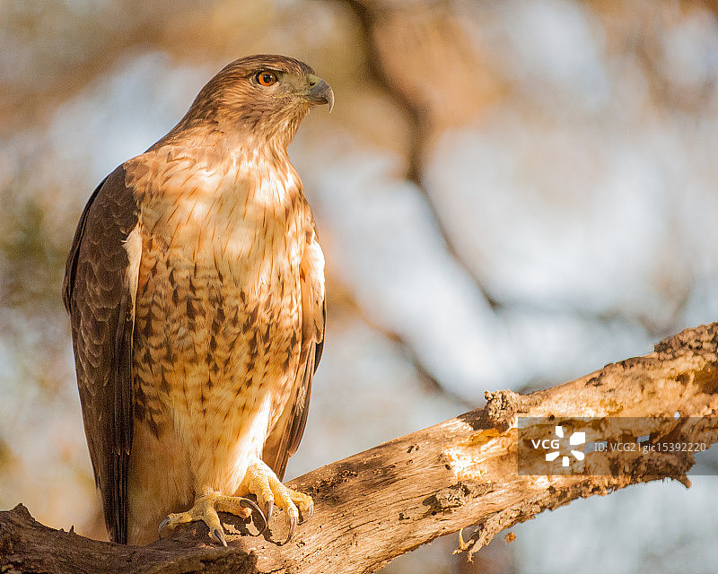 红尾鹰图片素材