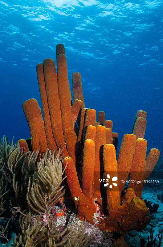 管状海绵图片素材