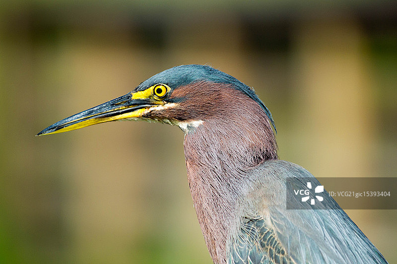 蓝色苍鹭特写图片素材