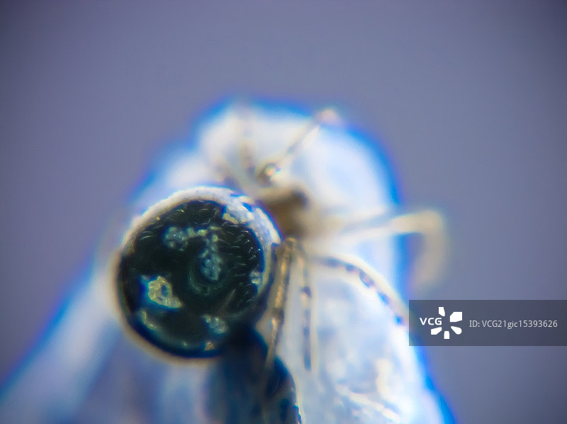 凡士林上的蜘蛛特写图片素材