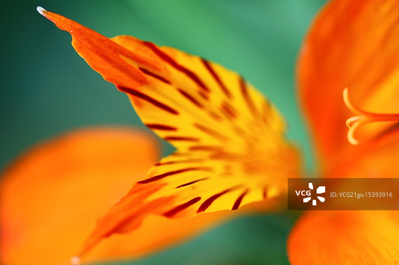 老虎百合图片素材