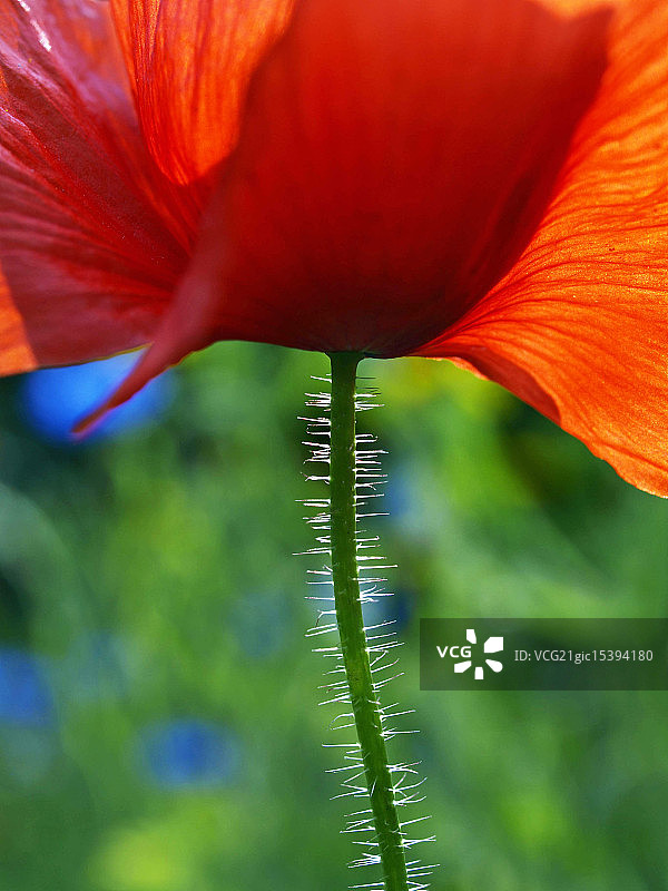 罂粟花茎图片素材