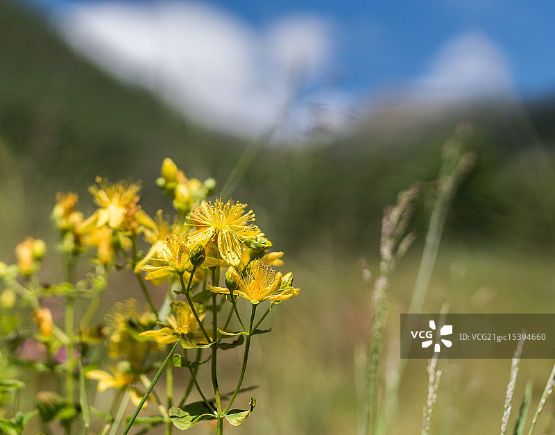 圣约翰草图片素材