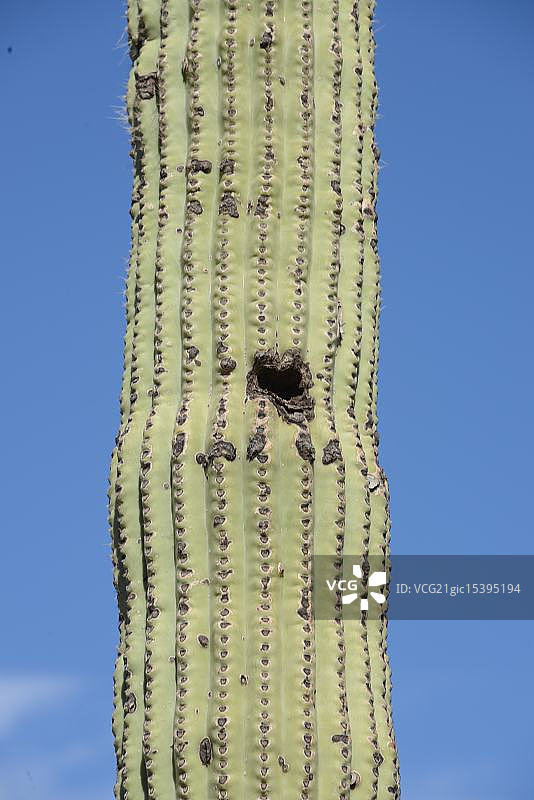 仙人柱中的啄木鸟巢图片素材