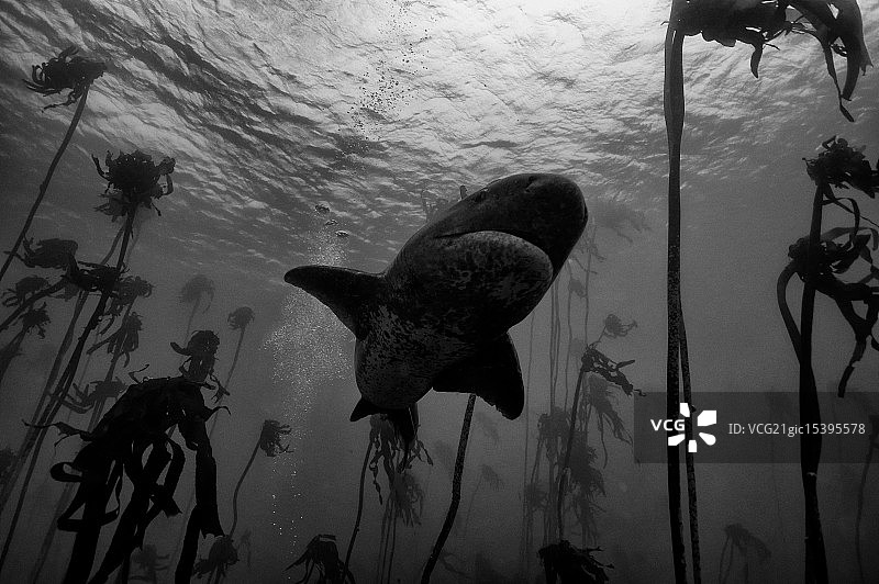 七鳃鲨图片素材