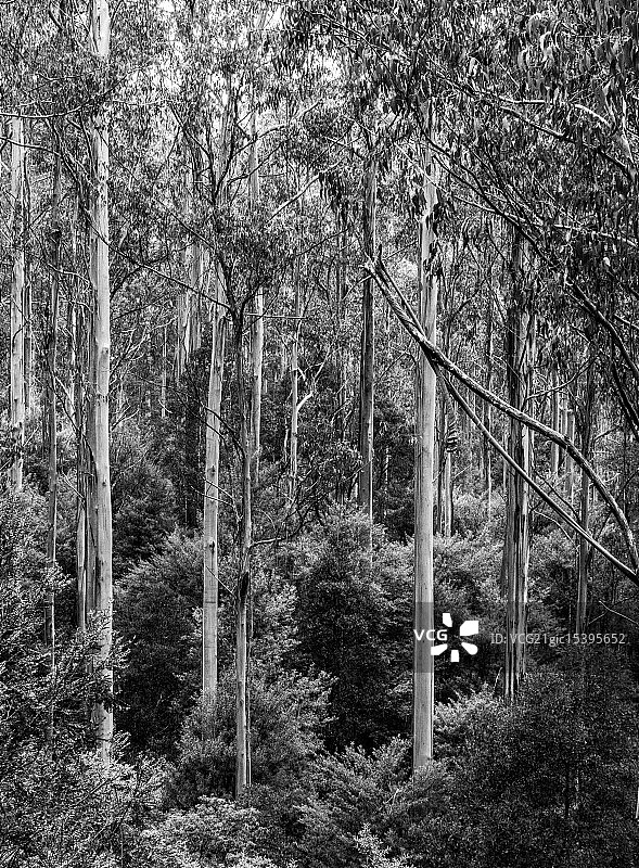 奥特威国家公园树木图片素材