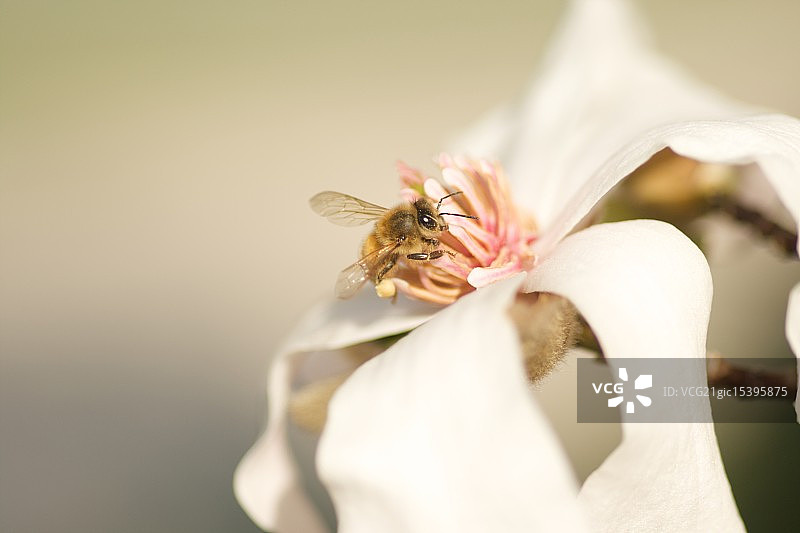 大黄蜂图片素材