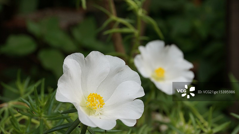 白色阔叶半支莲图片素材