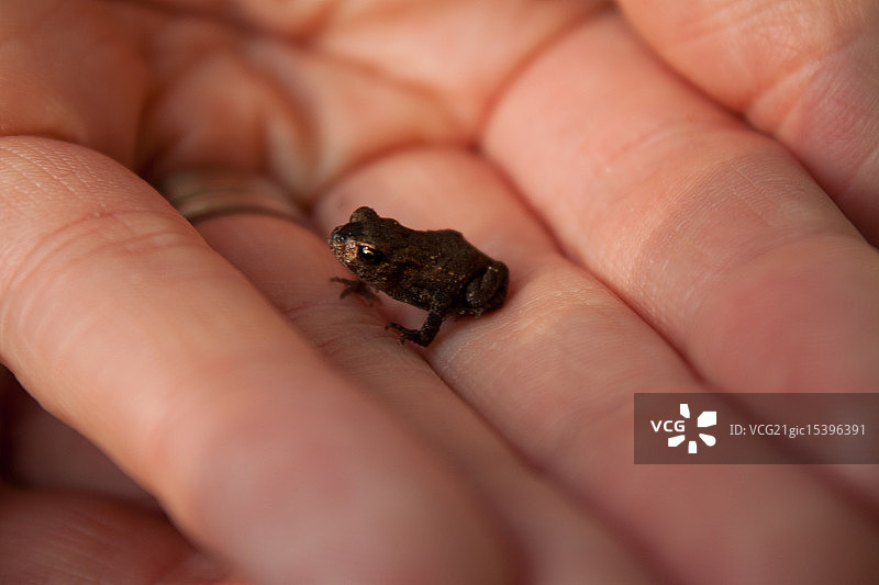 迷你青蛙图片素材