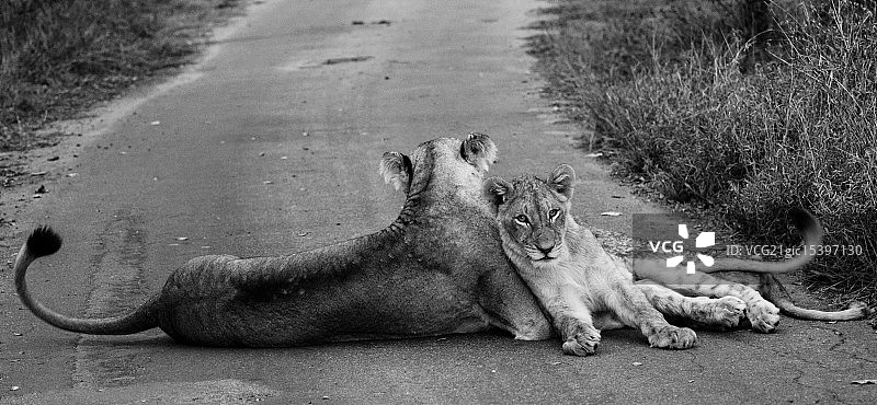 小狮子和母狮图片素材