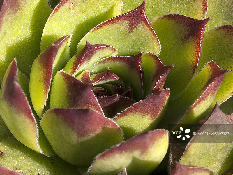 长生草图片素材