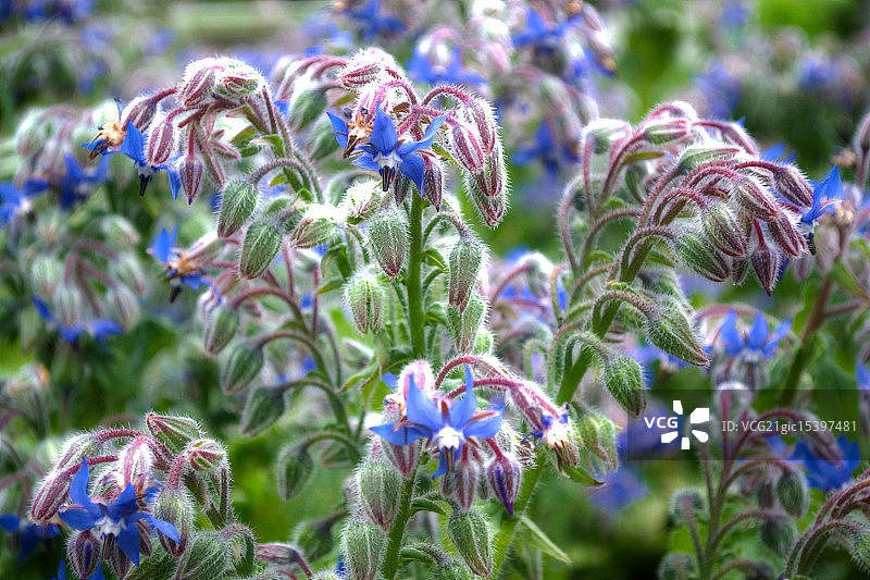 琉璃苣花图片素材