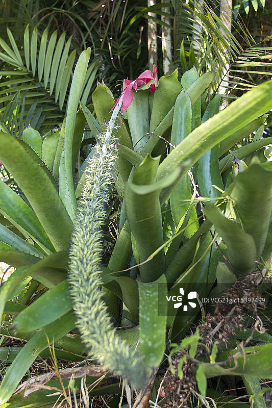 凤梨科植物图片素材