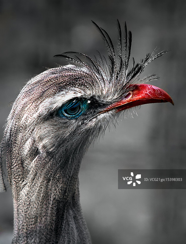 红腿叫鹤图片素材