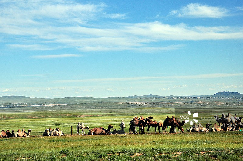 蒙古国的双峰骆驼图片素材