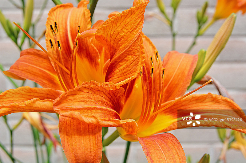 老虎百合图片素材