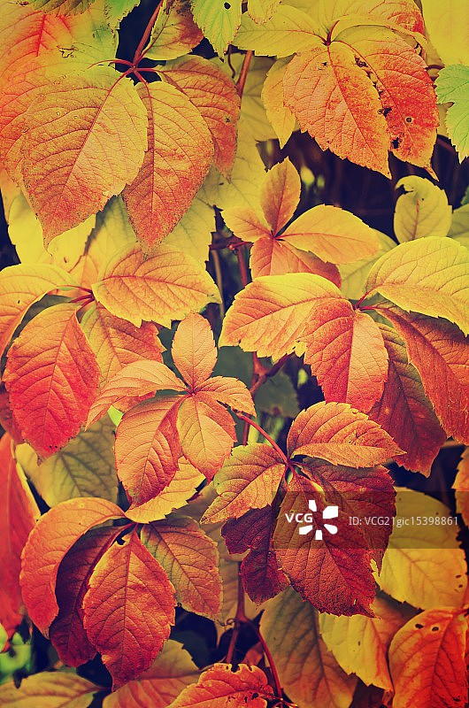 野葡萄叶子图片素材