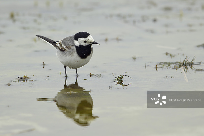 白鹡鸰图片素材