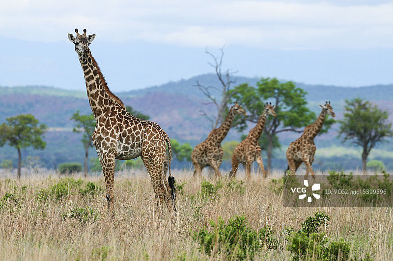 长颈鹿图片素材