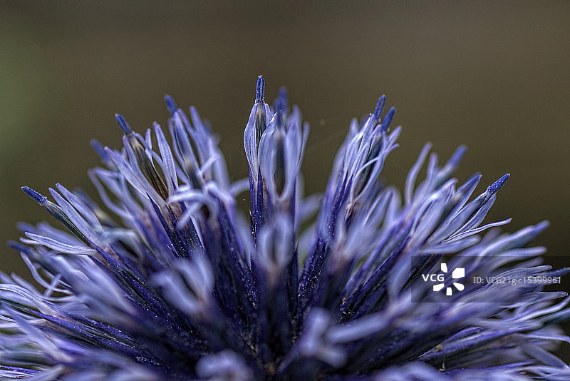 蓝刺头图片素材