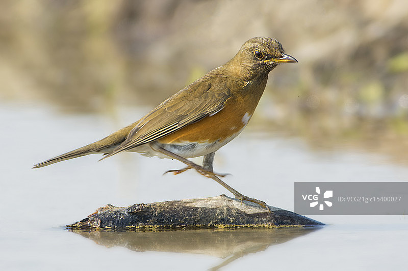 棕头地鸫图片素材