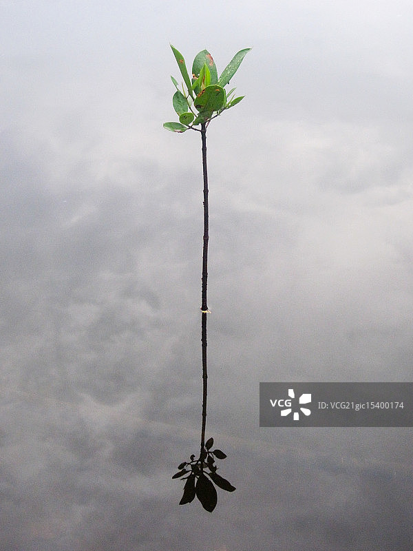 红树林图片素材