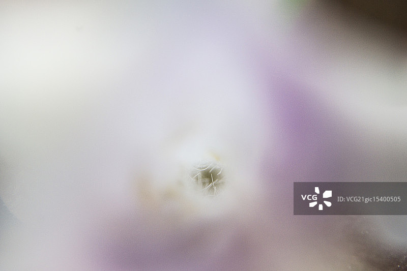 紫白色花药图片素材