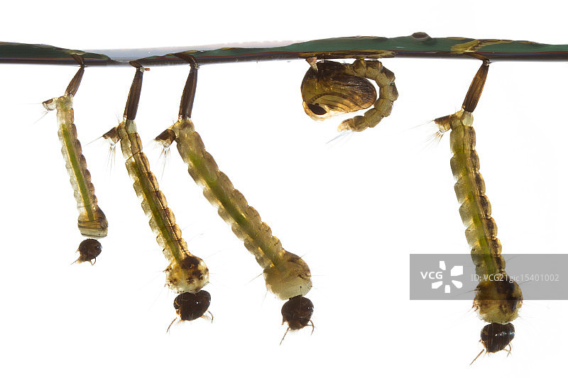 蚊子幼虫图片素材