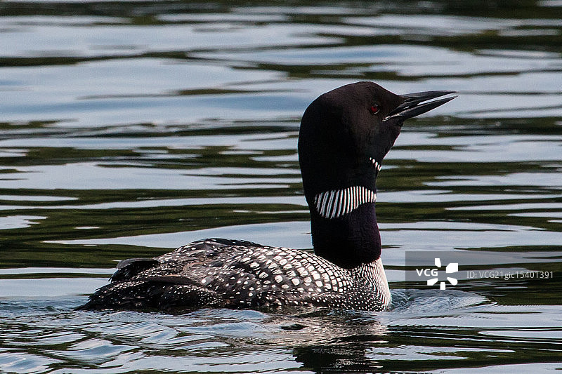 正在巡游的潜鸟图片素材