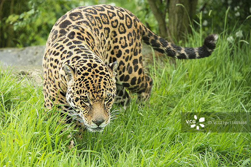 捷豹系列图片素材