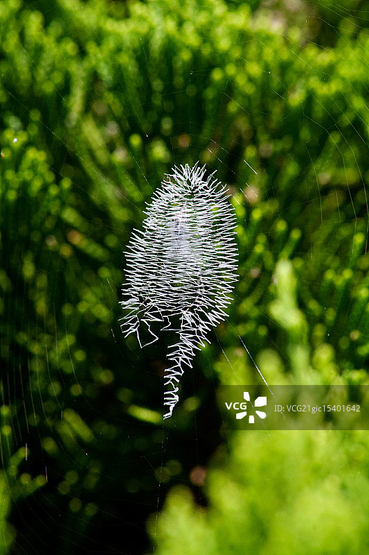 锯齿形蜘蛛网图片素材