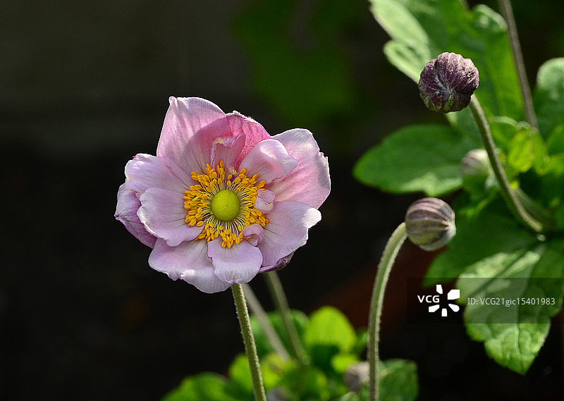 日本银莲花图片素材