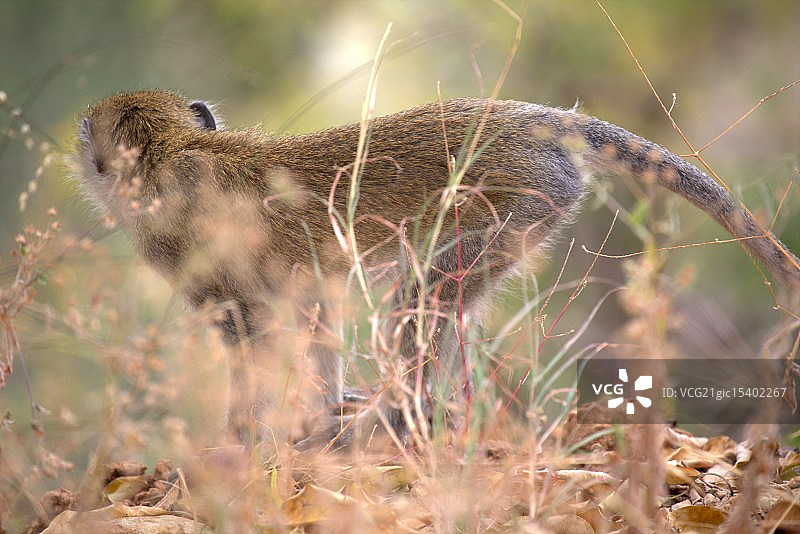 长尾猴图片素材