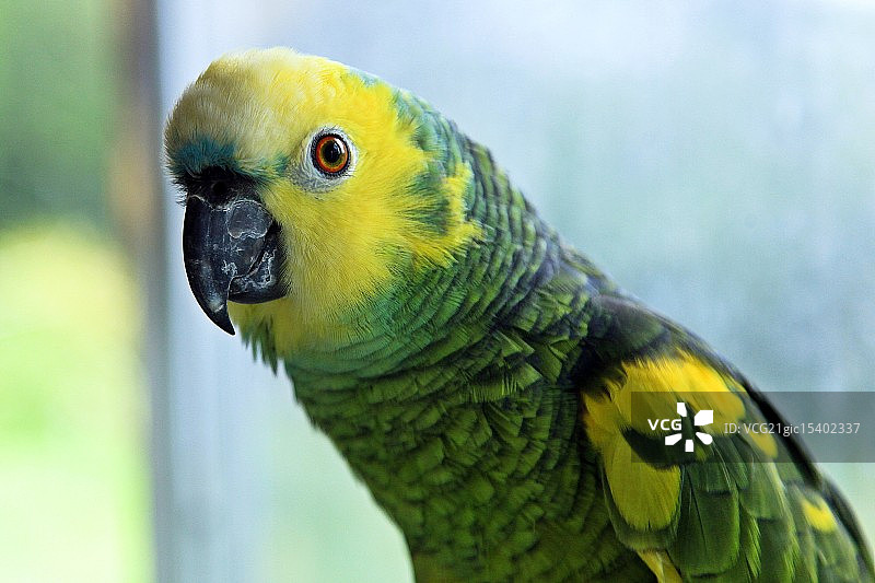 亚马逊鹦鹉图片素材