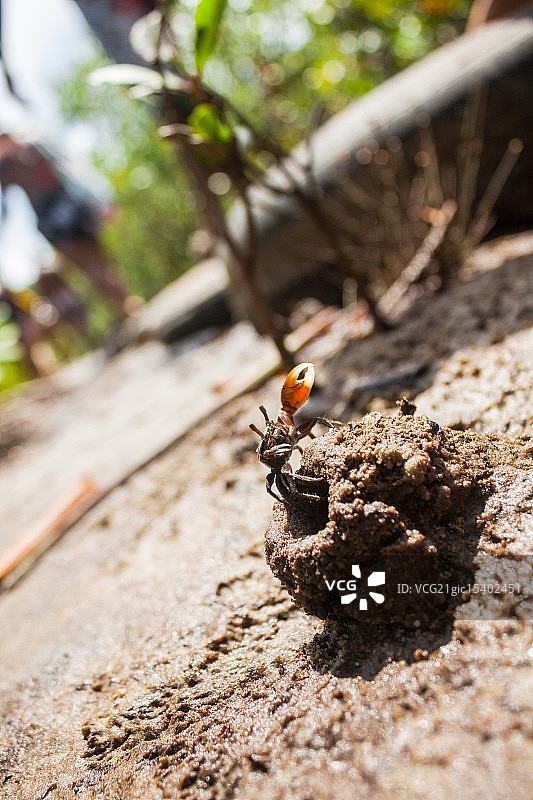 招潮蟹图片素材