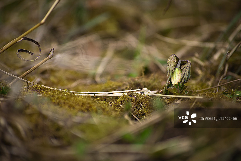 白头翁图片素材