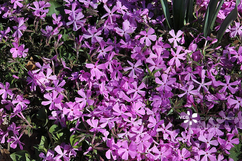 紫色福禄考图片素材