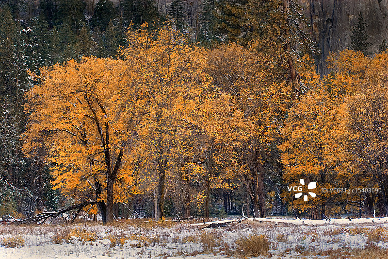 约塞米蒂国家公园的黑色橡树图片素材