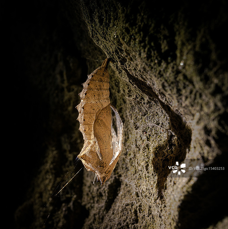 水晶蛹图片素材