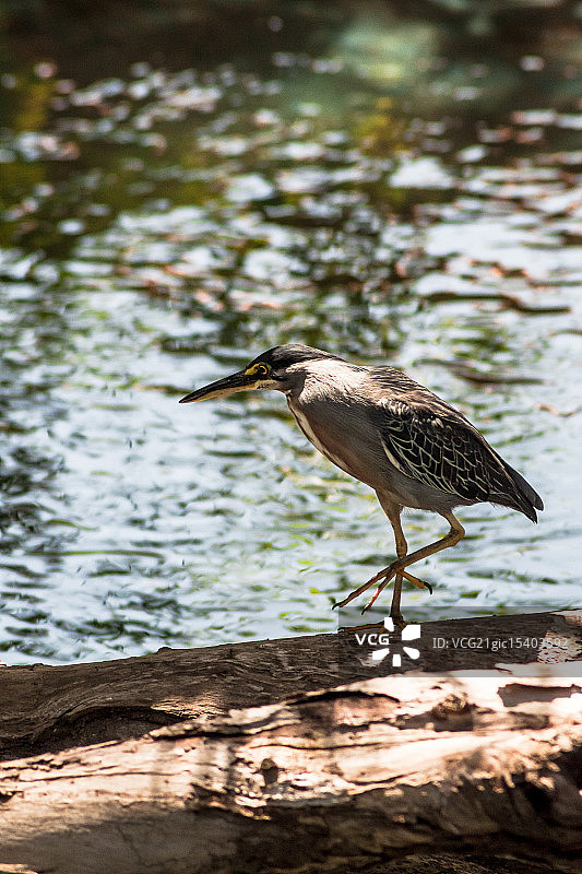 绿鹭 II图片素材