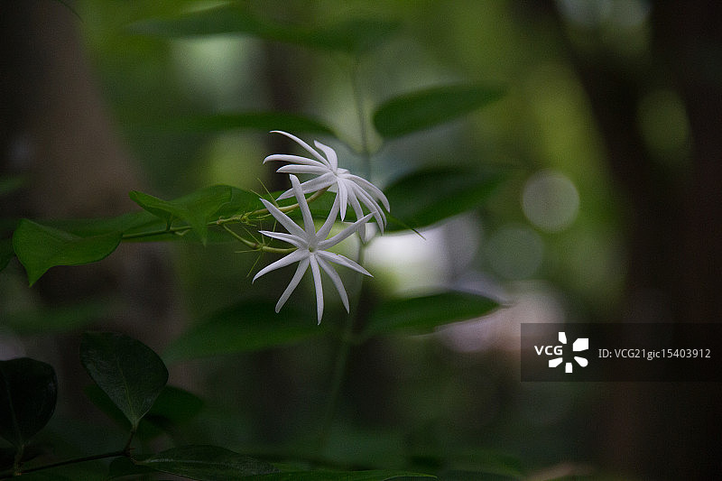 香港动植物公园图片素材