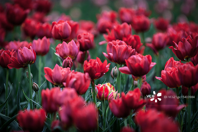 与众不同图片素材