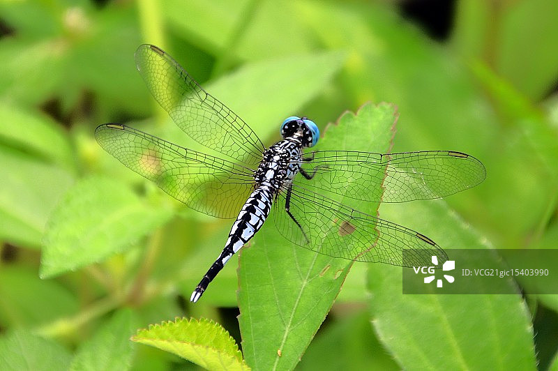 蓝色的蜻蜓图片素材