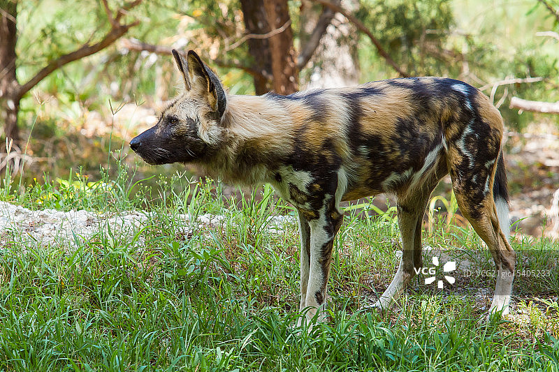 非洲野狗图片素材
