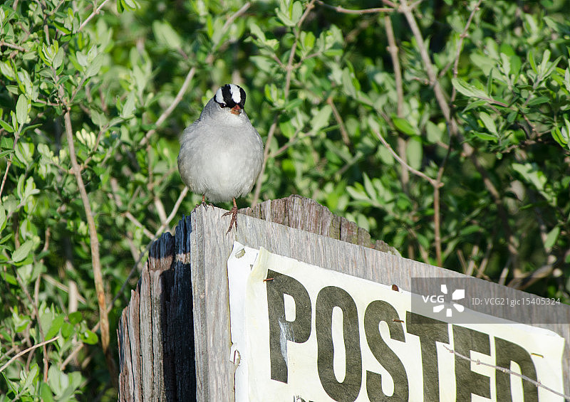 白冠麻雀图片素材