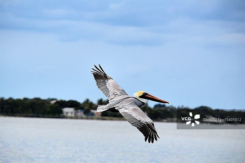佛罗里达鹈鹕飞过图片素材