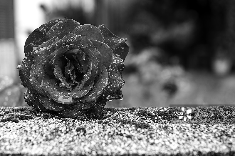 玫瑰花上的水滴图片素材