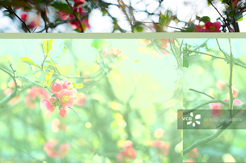 贴梗海棠图片素材