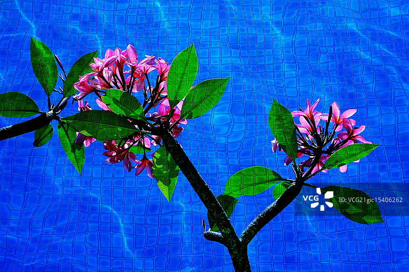 鸡蛋花花图片素材